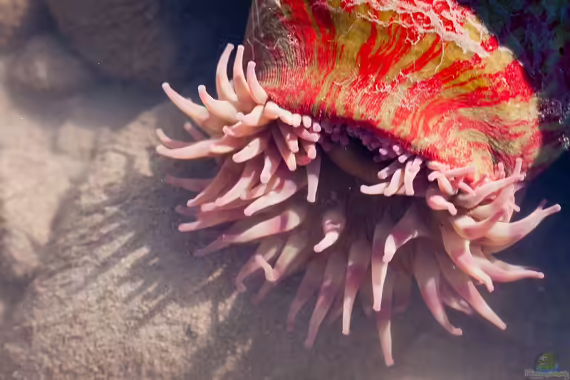 Urticina crassicornis im Aquarium halten (Einrichtungsbeispiele für Weihnachtsanemone)