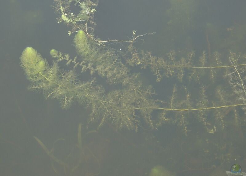 Utricularia vulgaris im Gartenteich pflegen (Einrichtungsbeispiele mit Gewöhnlicher Wasserschlauch)