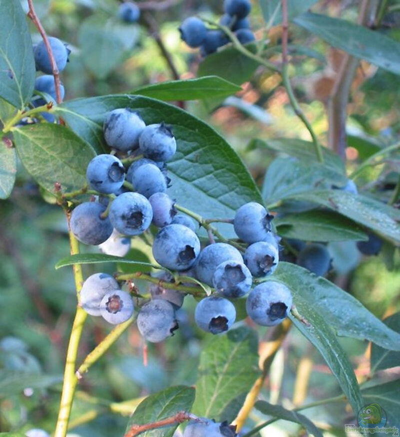 Vaccinium corymbosum am Gartenteich pflanzen (Einrichtungsbeispiele mit Amerikanische Heidelbeere)