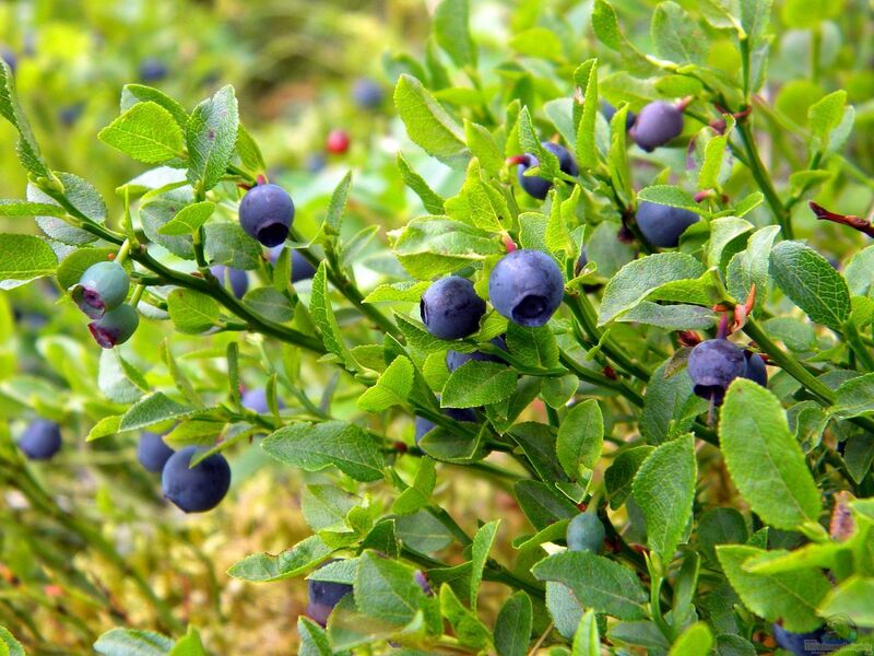 Vaccinium myrtillus im Garten pflanzen (Einrichtungsbeispiele mit Heidelbeere)