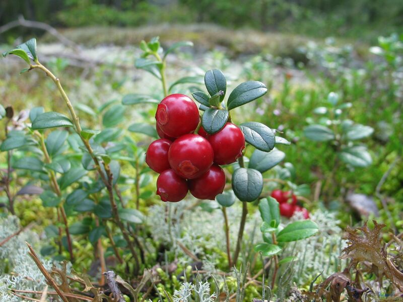 Vaccinium vitis-idaea im Garten pflanzen (Einrichtungsbeispiele mit Preiselbeere)