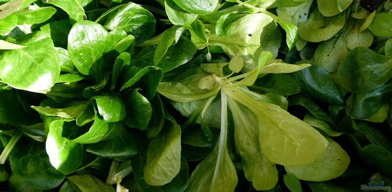 Valerianella locusta im Garten pflanzen (Einrichtungsbeispiele mit Feldsalat)