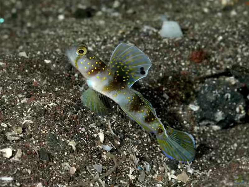 Vanderhorstia auropunctata im Aquarium halten (Einrichtungsbeispiele für Vanderhorstia auropunctata)