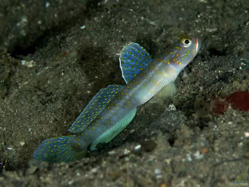 Vanderhorstia macropteryx im Aquarium halten (Einrichtungsbeispiele für Vanderhorstia macropteryx)