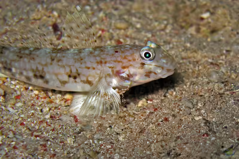 Vanderhorstia ornatissima im Aquarium halten (Einrichtungsbeispiele für Vanderhorstia ornatissima)