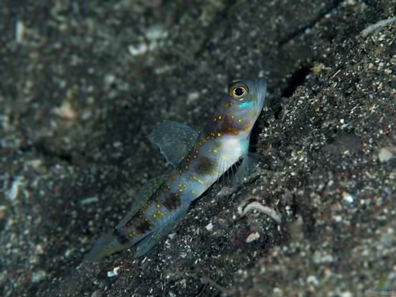 Vanderhorstia rapa im Aquarium halten (Einrichtungsbeispiele für Vanderhorstia rapa)