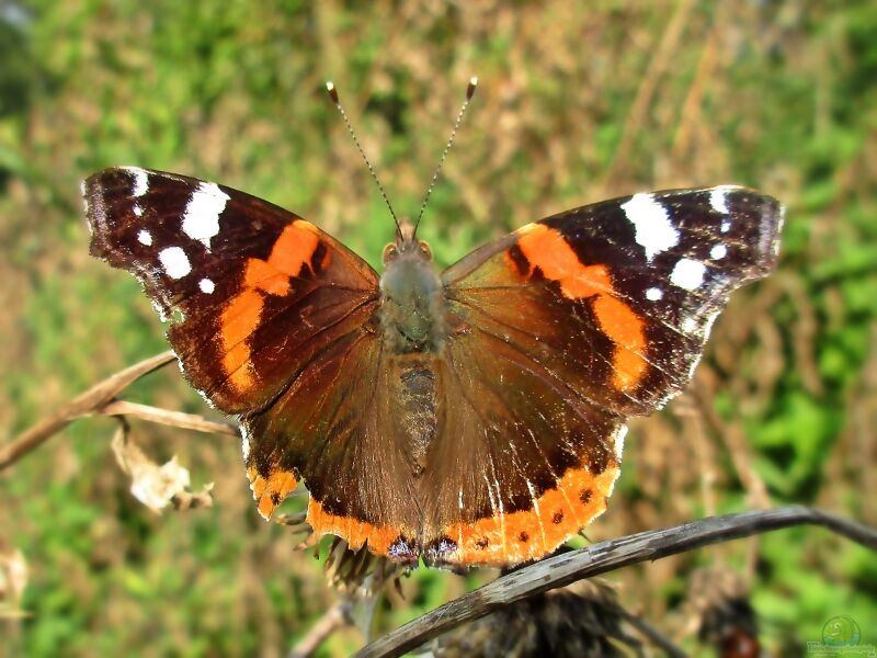 Vanessa atalanta im Garten (Einrichtungsbeispiele mit Admiral)