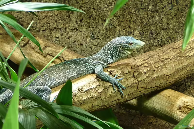 Varanus macraei im Terrarium halten (Einrichtungsbeispiele mit Blauer Baumwaran)