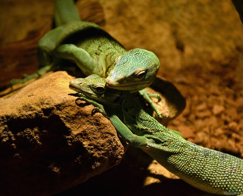 Varanus prasinus im Terrarium halten (Smaragdwaran)