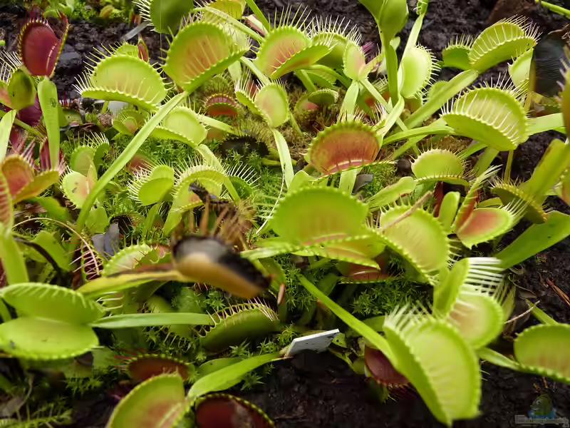 Venusfliegenfalle im Terrarium pflegen (Terrariumbeispiele mit Dioneae muscipula)