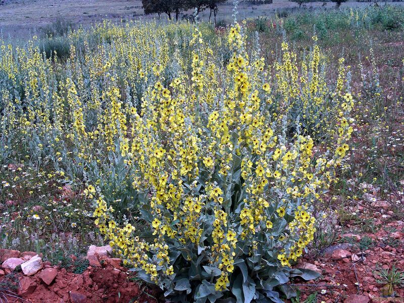 Verbascum am Gartenteich pflanzen (Einrichtungsbeispiele mit Königskerzen)