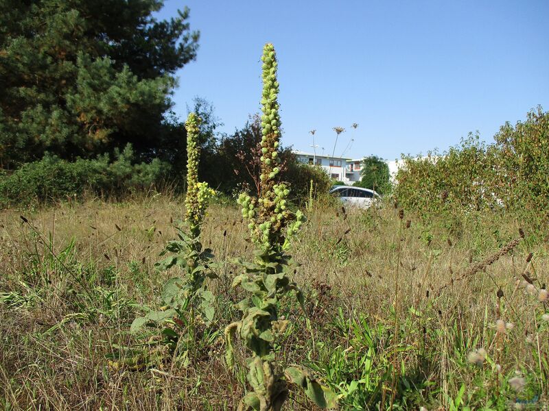 Verbascum thapsus im Garten pflanzen (Einrichtungsbeispiele mit Kleinblütige Königskerze)