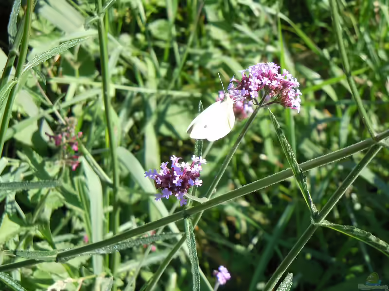 Verbene officinalis (Einrichtungsbeispiele für Echtes Eisenkraut)
