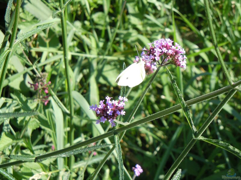 Verbene officinalis (Einrichtungsbeispiele für Echtes Eisenkraut)