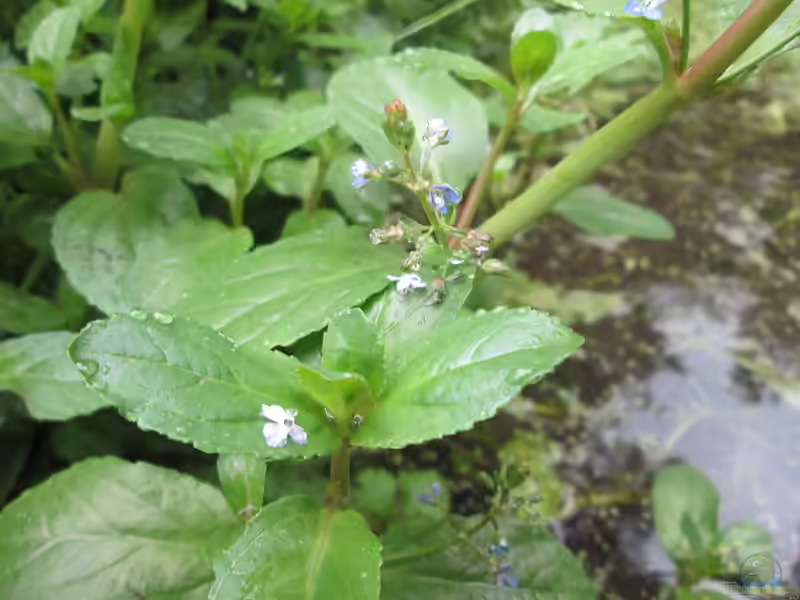 Veronica beccabunga am Gartenteich (Einrichtungsbeispiele mit Bachbunge)