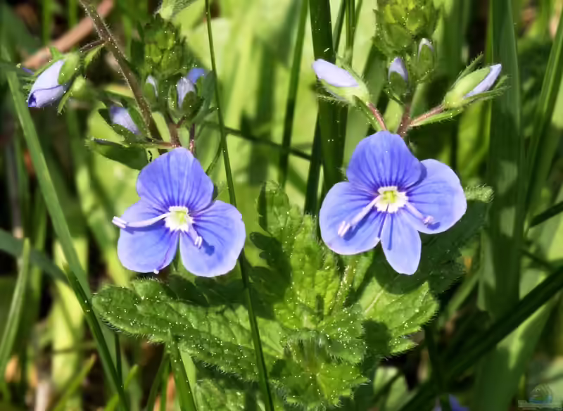 Veronica chamaedrys im Garten pflanzen (Einrichtungsbeispiele mit Gamander-Ehrenpreis)