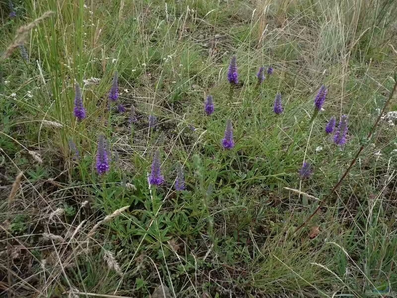 Veronica spicata im Garten pflanzen (Einrichtungsbeispiele mit Ähriger Ehrenpreis)