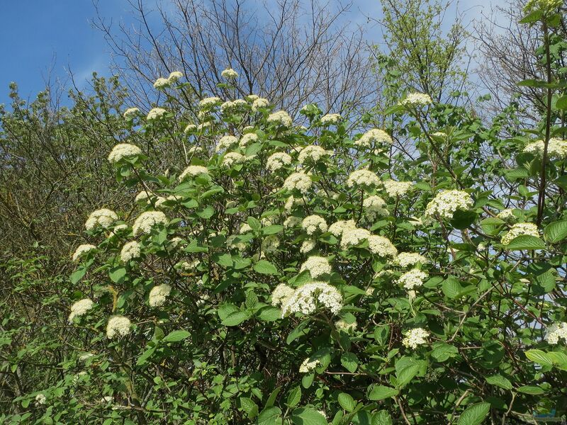 Viburnum lantana im Garten pflanzen (Einrichtungsbeispiele mit Wolliger Schneeball)