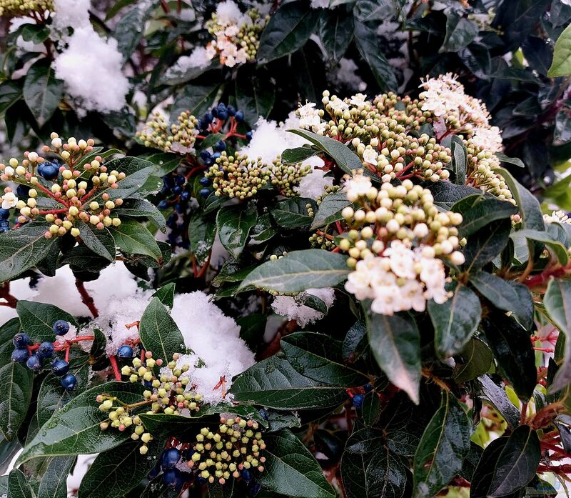 Viburnum tinus im Garten pflanzen (Einrichtungsbeispiele mit Lorbeerblättriger Schneeball)