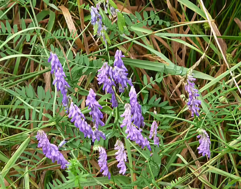 Vicia cracca im Garten pflanzen (Einrichtungsbeispiele mit Vogel-Wicke)
