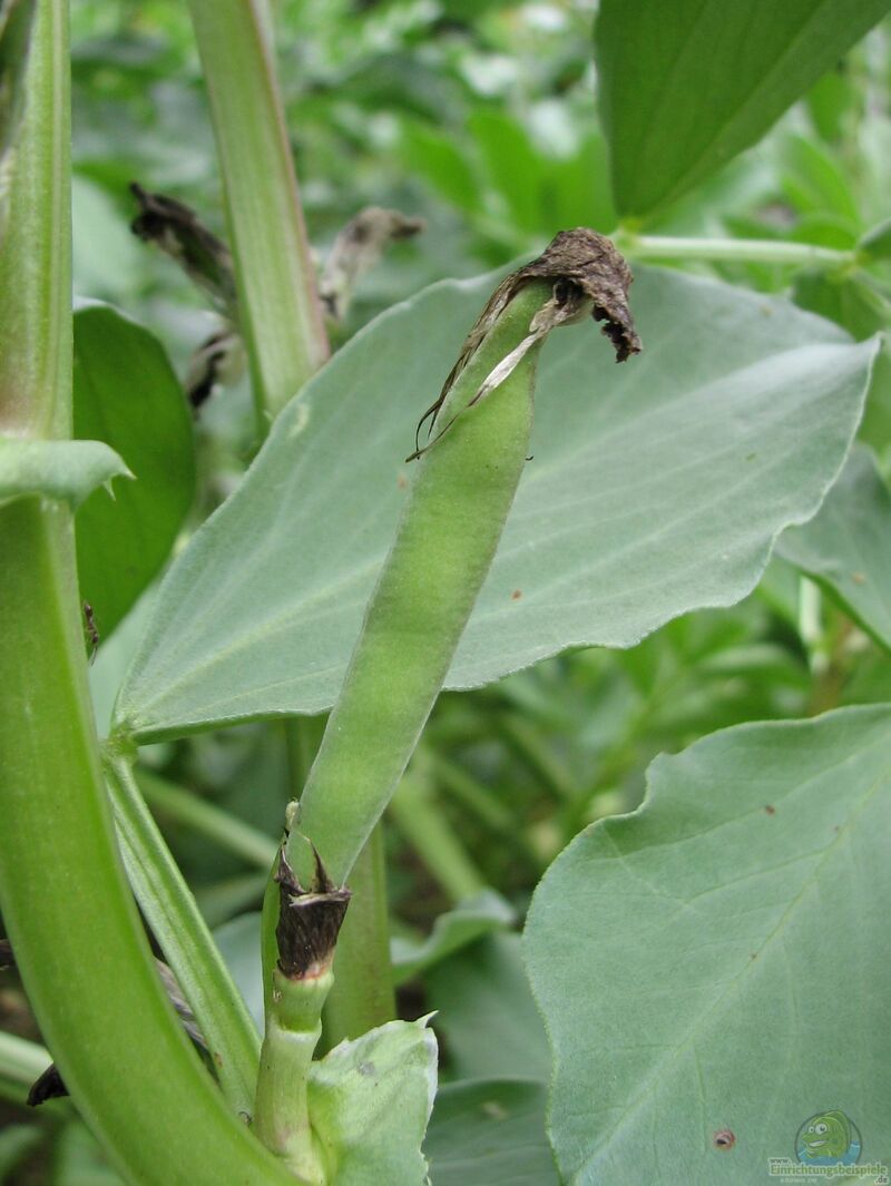 Vicia faba im Garten pflanzen (Einrichtungsbeispiele mit Ackerbohne)