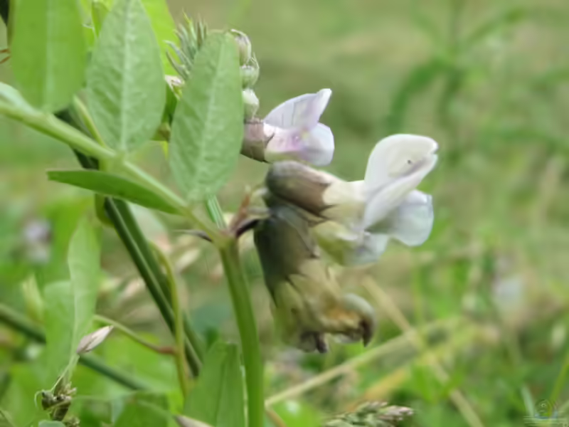 Vicia sepium im Garten pflanzen (Einrichtungsbeispiele mit Zaun-Wicke)