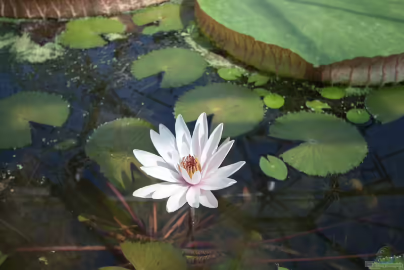 Victoria amazonica im Gartenteich (Einrichtungsbeispiele mit Riesenseerosen)