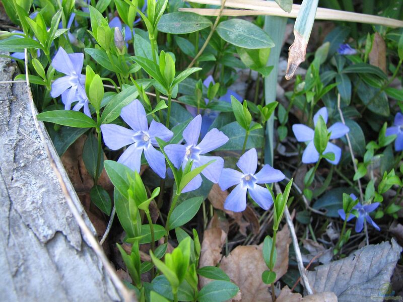 Vinca minor am Gartenteich pflanzen (Einrichtungsbeispiele mit Kleinblättriges Immergrün)