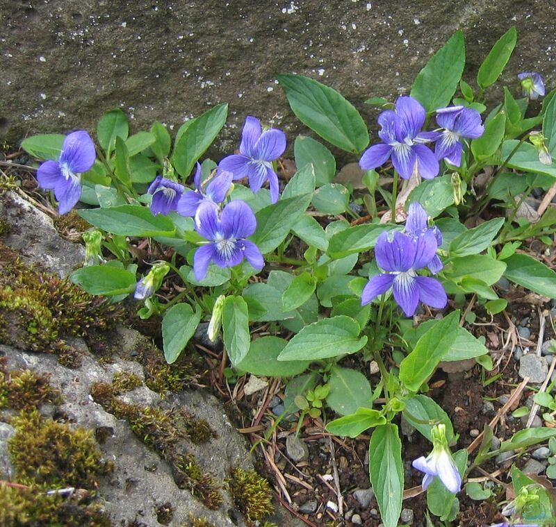 Viola canina im Garten pflanzen (Einrichtungsbeispiele mit Hunds-Veilchen)