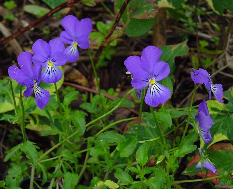 Viola cornuta im Garten pflanzen (Einrichtungsbeispiele mit Hornveilchen)