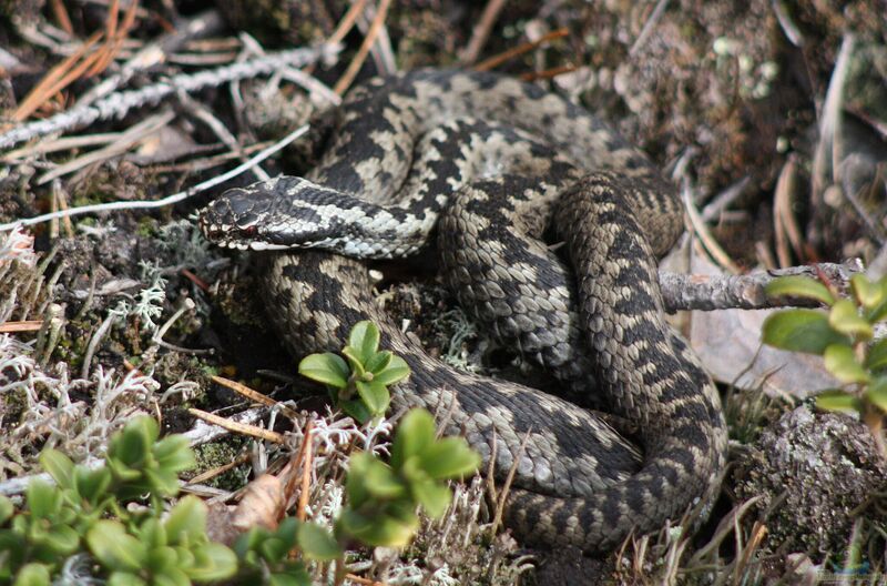 Vipera berus im Garten oder Terrarium halten (Einrichtungsbeispiele mit Kreuzottern)