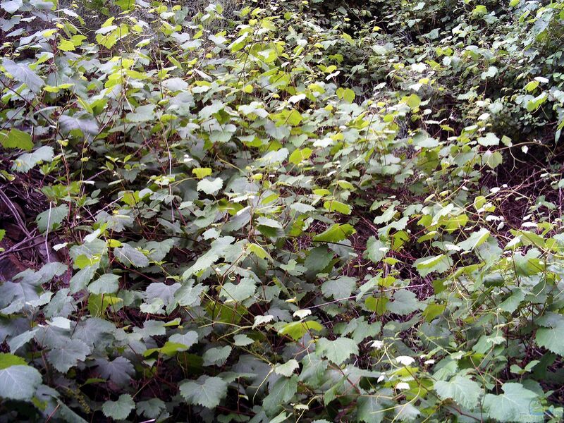 Vitis sylvestris im Garten pflanzen (Einrichtungsbeispiele mit Wilde Weinrebe)