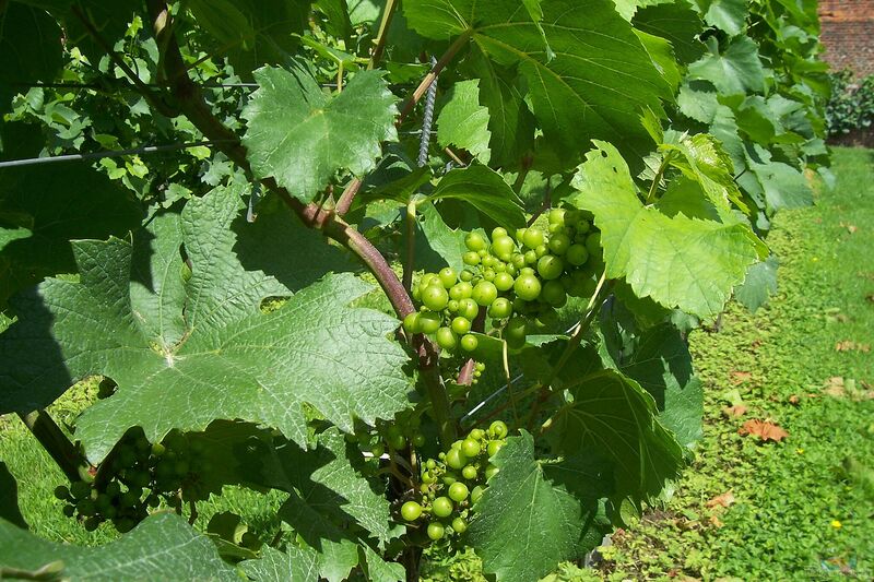 Vitis vinifera im Garten pflanzen (Einrichtungsbeispiele mit Weinrebe)