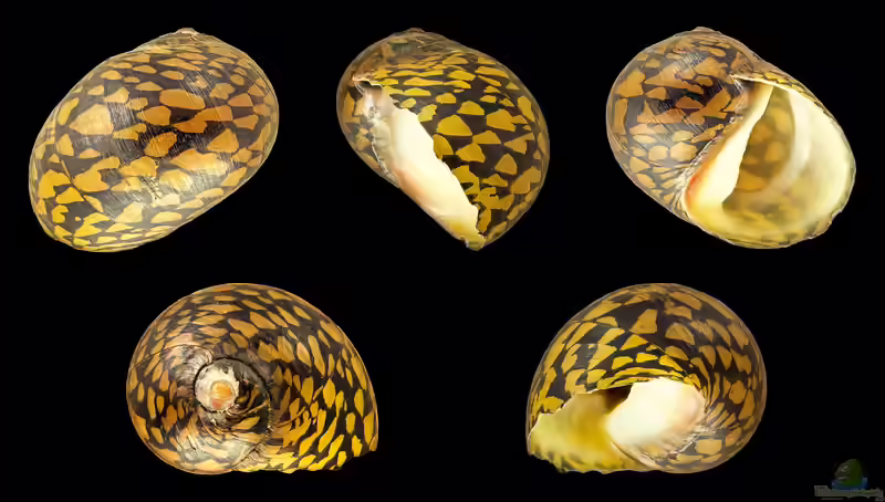 Vittina variegata im Aquarium halten (Einrichtungsbeispiele für Batik-Rennschnecke)