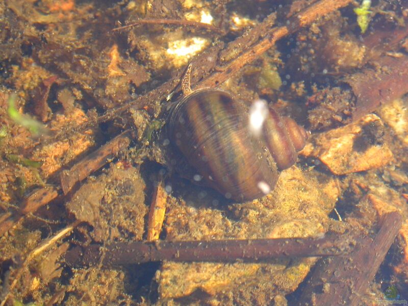 Viviparus viviparus im Aquarium oder Teich halten (Einrichtungsbeispiele für Sumpfdeckelschnecken)