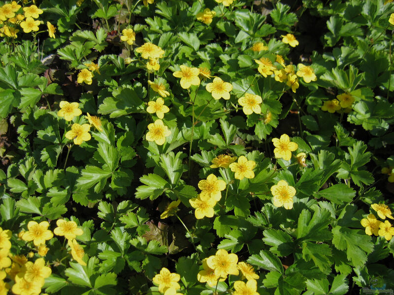 Waldsteinia ternata am Gartenteich pflanzen (Einrichtungsbeispiele mit Dreiblättrige Golderdbeere)