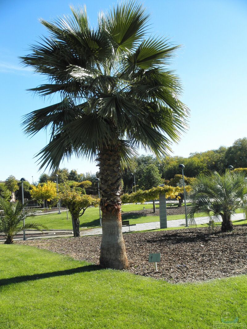 Washingtonia robusta im Garten pflanzen (Einrichtungsbeispiele mit Mexikanische Washingtonpalme)