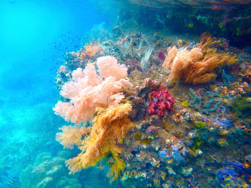 Weichkorallen im Aquarium halten (Einrichtungsbeispiele mit Alcyonacea-Arten)