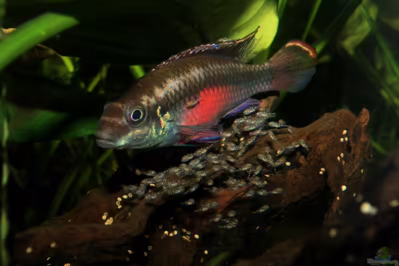 Aquarien mit West- und Zentralafrikanischen Biotopen