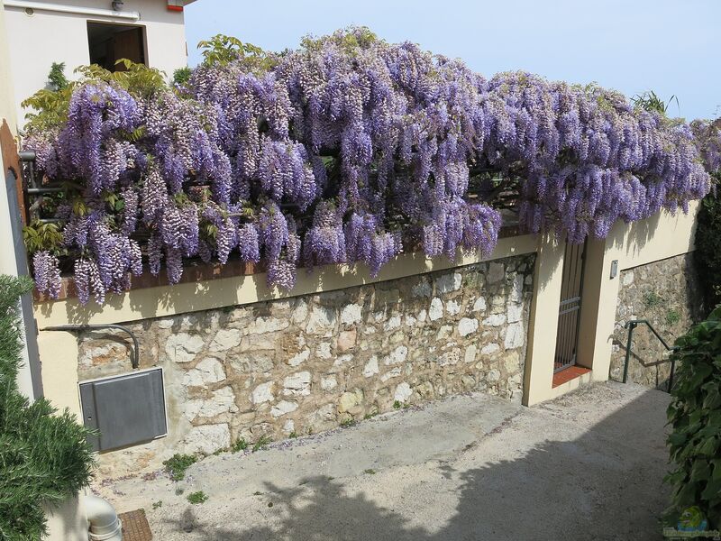 Wisteria sinensis im Garten pflanzen (Einrichtungsbeispiele mit Chinesischer Blauregen)