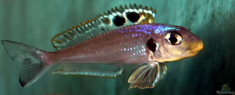 Xenotilapia bathyphilus im Aquarium halten (Einrichtungsbeispiele für Xenotilapia bathyphilus)