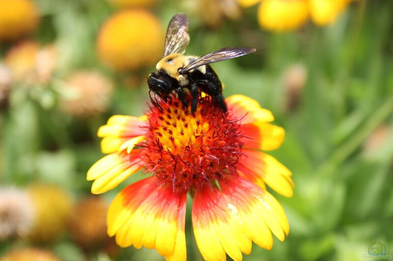 Xylocopa spec im Garten (Einrichtungsbeispiele mit Holzbiene)