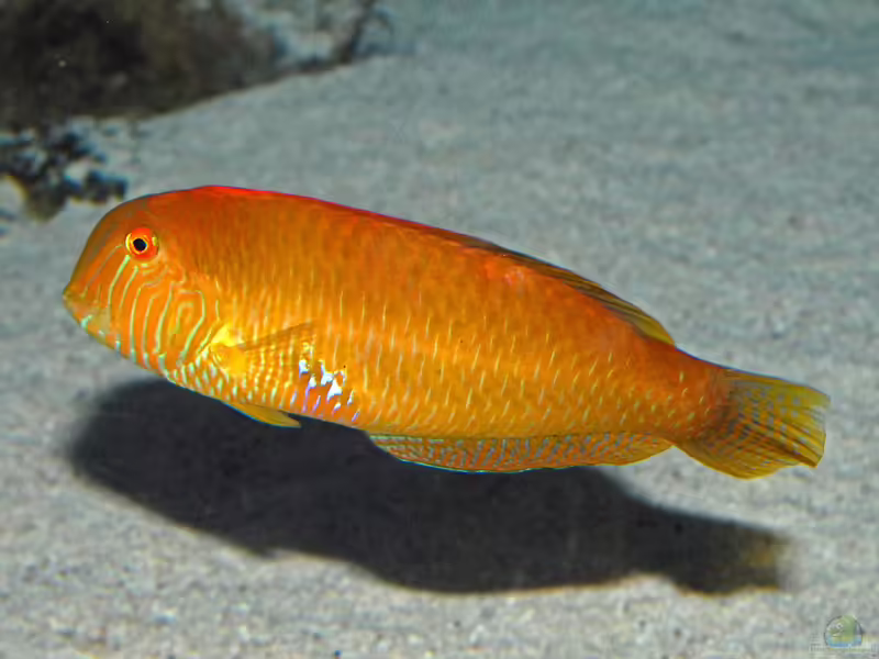 Xyrichtys novacula im Aquarium halten (Einrichtungsbeispiele für Mittelmeer-Schermesserfisch)