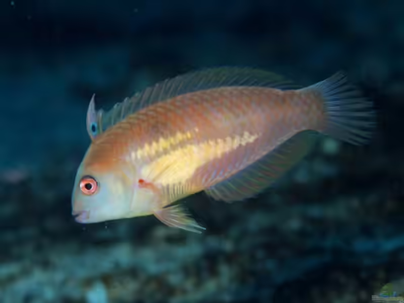 Xyrichtys sciistius im Aquarium halten (Einrichtungsbeispiele für Asiatischer Messerlippfisch)