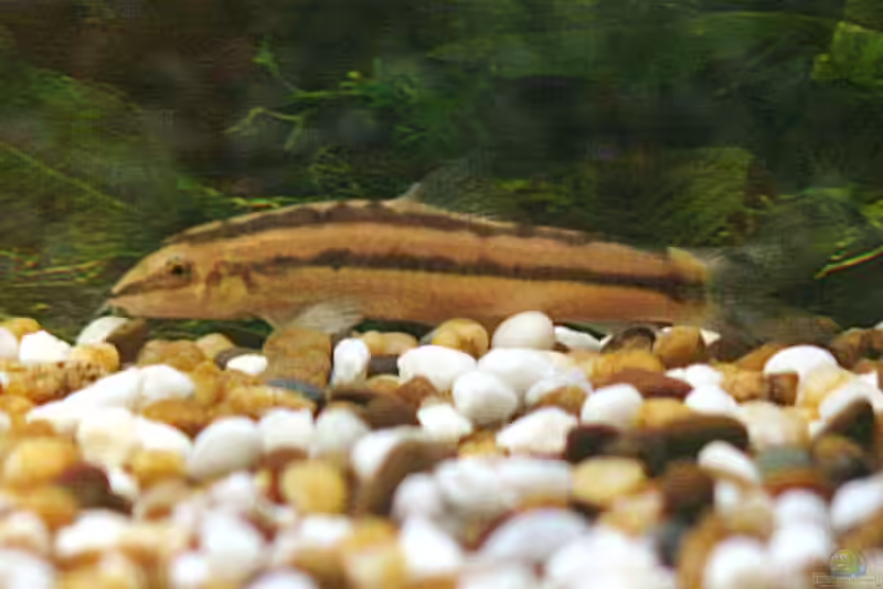 Yasuhikotakia nigrolineata im Aquarium halten (Einrichtungsbeispiele für Schwarzstreifen-Prachtschmerle)