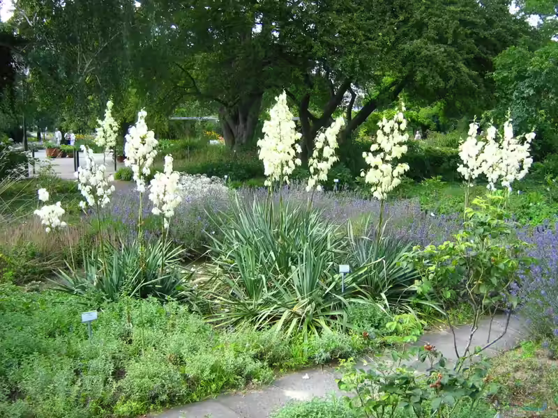 Yucca filamentosa im Garten pflanzen (Einrichtungsbeispiele mit Fädige Palmlilie)