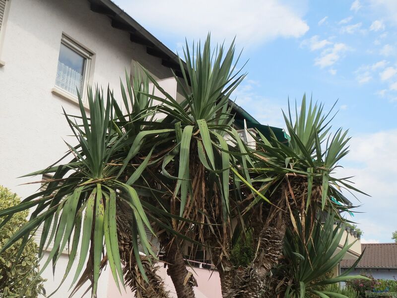 Yucca gloriosa im Garten pflanzen (Einrichtungsbeispiele mit Kerzen-Palmlilie)