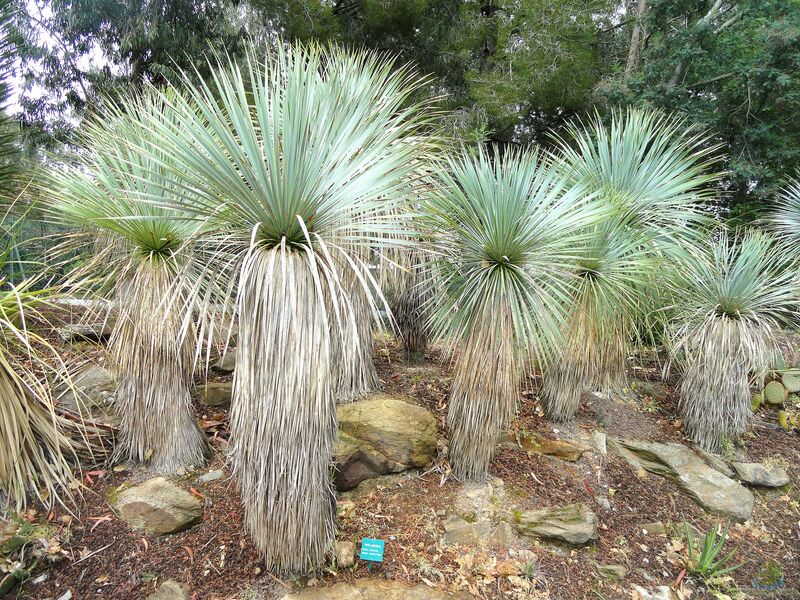 Yucca rostrata im Garten pflanzen (Einrichtungsbeispiele mit Blaublättrige Palmlilie)