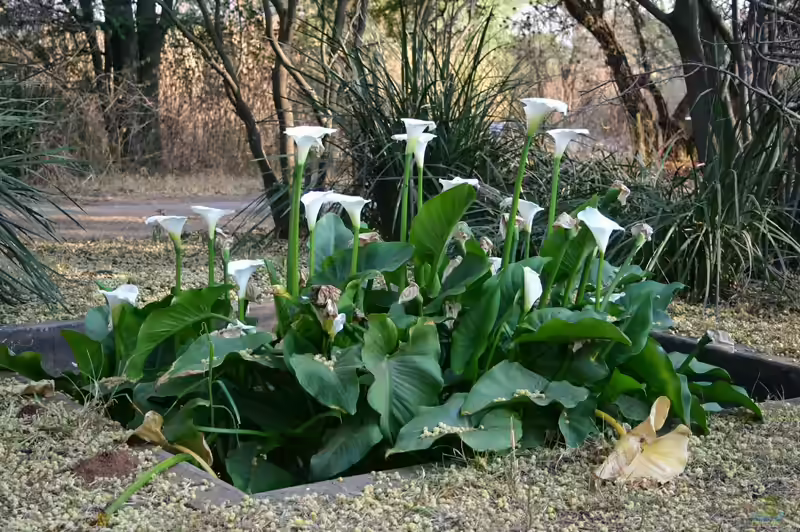 Zantedeschia aethiopica im Terrarium (Einrichtungsbeispiele mit Calla-Lilie)