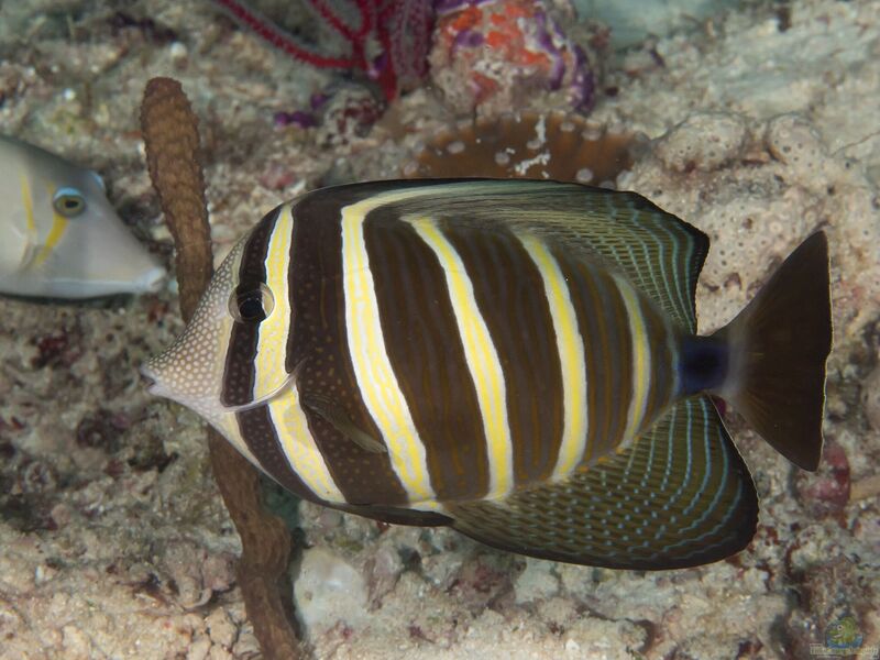 Aquarien mit Zebrasoma velifer (Pazifischer Segelflossen-Doktorfisch)